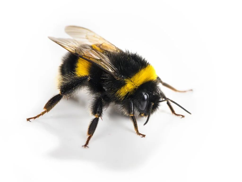 Composing ‘Big Bee’ for 50+ piece wind and brass orchestra in St. Marien, Upper Austria – protect the bees